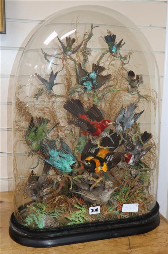 A Victorian taxidermy display of exotic birds, under a glass dome height 65cm
